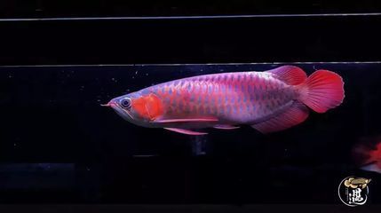 龍魚沉頭能否自行恢復：龍魚沉頭會自己恢復嗎，