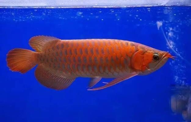 龍魚突然暴斃的原因是什么（龍魚暴斃的原因有哪些）