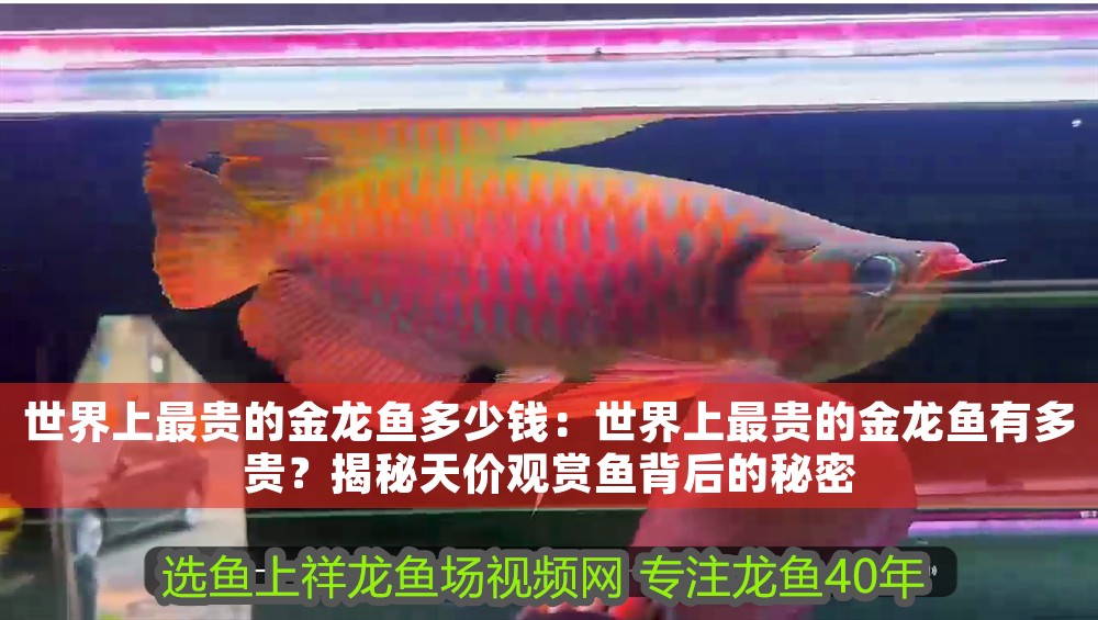 世界上最貴的金龍魚(yú)多少錢(qián)：世界上最貴的金龍魚(yú)有多貴？揭秘天價(jià)觀賞魚(yú)背后的秘密