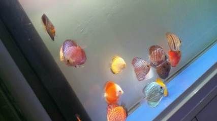 龍魚配七彩怎么喂食的：龍魚與七彩魚混養的喂食方法之前