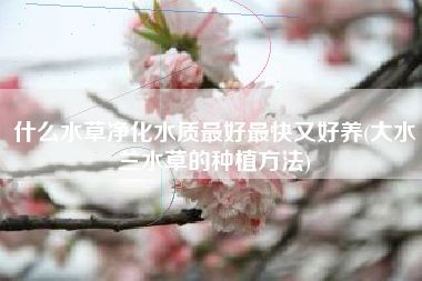 水草凈化水質(zhì)的具體方法：水草凈化水質(zhì)是通過其生物特性和生態(tài)作用實現(xiàn)的