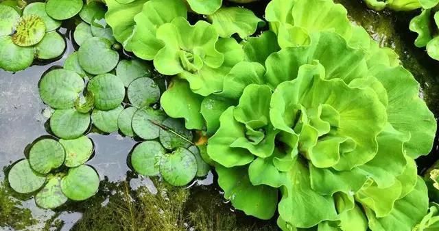 水草凈化水質(zhì)的具體方法：水草凈化水質(zhì)是通過其生物特性和生態(tài)作用實現(xiàn)的