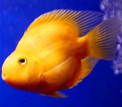 藍色的金龍魚貴么還是黃色(藍色金龍魚和黃色金龍魚哪個更貴) 龍魚百科 第2張 藍色的金龍魚貴么還是黃色(藍色金龍魚和黃色金龍魚哪個更貴) 藍色的金龍魚貴么還是黃色(藍色金龍魚和黃色金龍魚哪個更貴) 龍魚百科 第2張