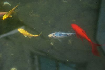 藍色的金龍魚貴么還是黃色(藍色金龍魚和黃色金龍魚哪個更貴) 龍魚百科 第5張 藍色的金龍魚貴么還是黃色(藍色金龍魚和黃色金龍魚哪個更貴) 藍色的金龍魚貴么還是黃色(藍色金龍魚和黃色金龍魚哪個更貴) 龍魚百科 第5張