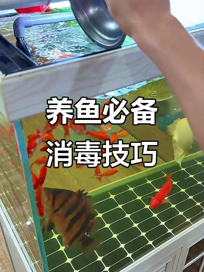 如何給黑龍睛金魚消毒？