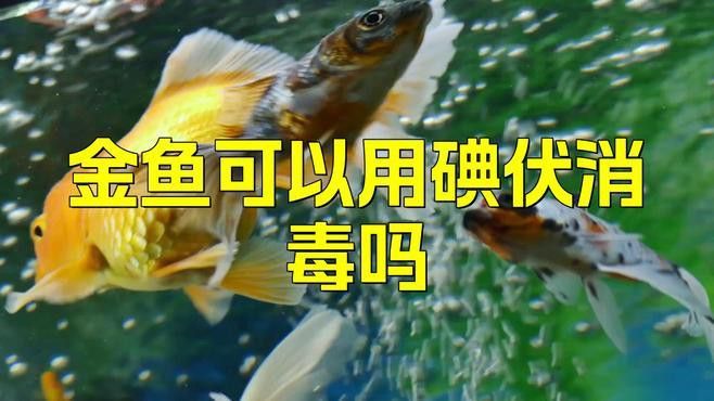 如何給黑龍睛金魚消毒？