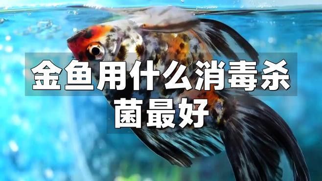如何給黑龍睛金魚消毒？