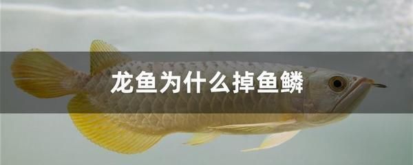 龍魚缸可以改海水缸嗎：如何將龍魚缸改造成海水缸