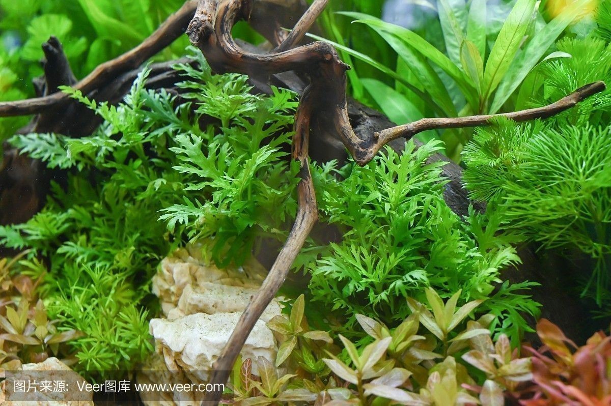 龍魚(yú)缸背景圖色調(diào)搭配：龍魚(yú)缸背景圖色調(diào)搭配指南