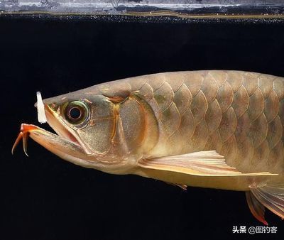 金龍魚與巨骨舌魚的區別【世界自然保護聯盟瀕危物種紅色名錄：金龍魚、巨骨舌魚】