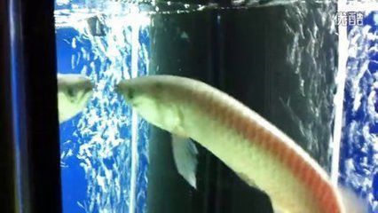 貴陽龍魚治療機構怎么樣呀