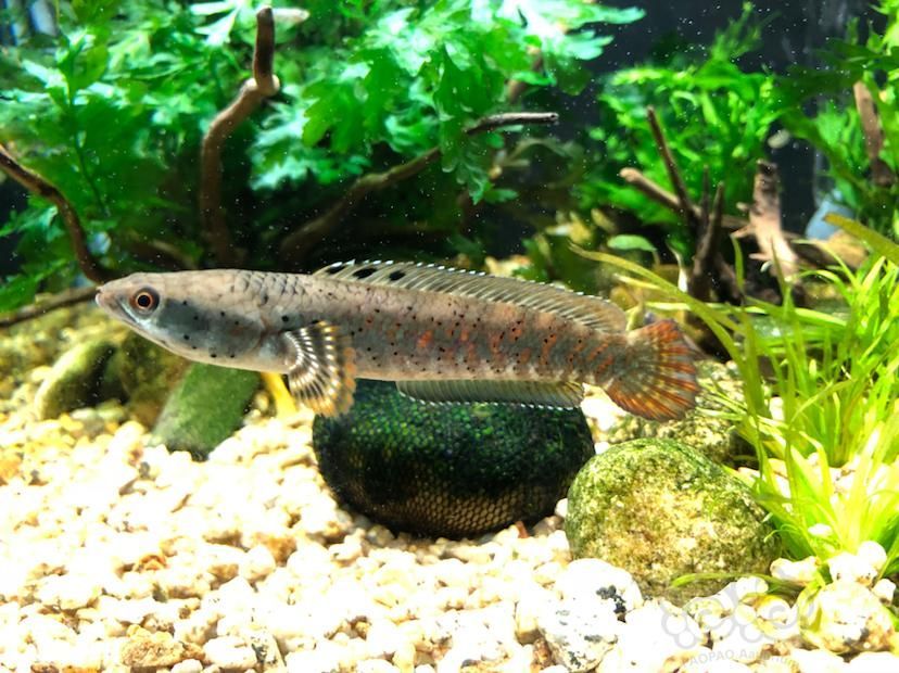 血斑一型雷龍魚(yú)保護(hù)色：血斑一型雷龍魚(yú)的保護(hù)色