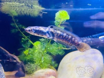 血斑一型雷龍魚(yú)保護(hù)色：血斑一型雷龍魚(yú)的保護(hù)色