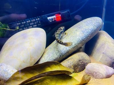血斑一型雷龍魚(yú)保護(hù)色：血斑一型雷龍魚(yú)的保護(hù)色
