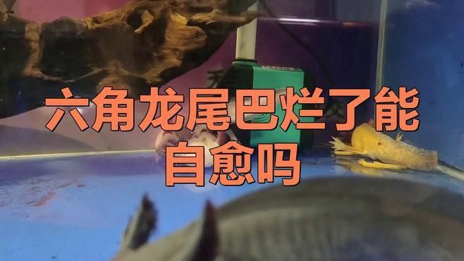 龍魚尾巴爛了會(huì)自愈嗎