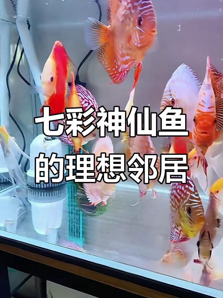 七條魚的最佳混養(yǎng)搭配建議