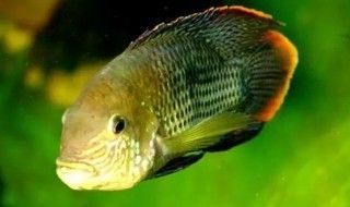 龍魚可以和皇冠魚一起養嗎：龍魚和皇冠魚可以一起養嗎？