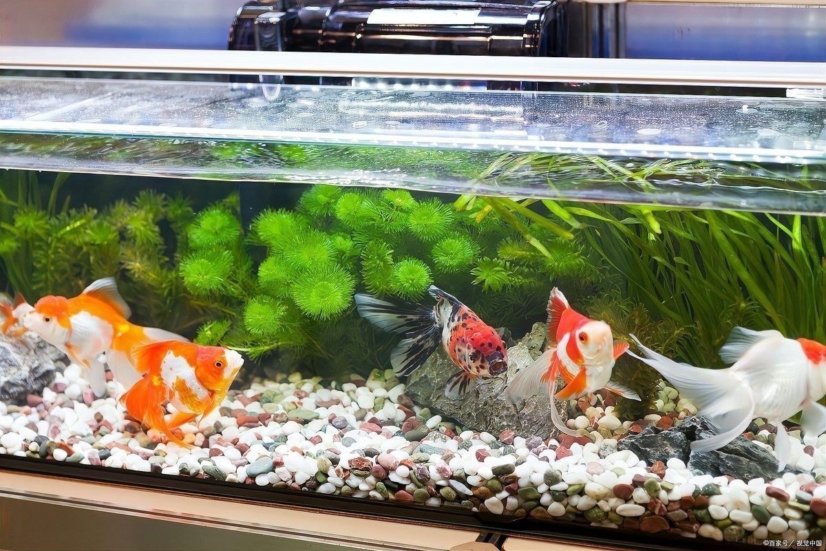 龍魚撞缸后多久可以放回混養？