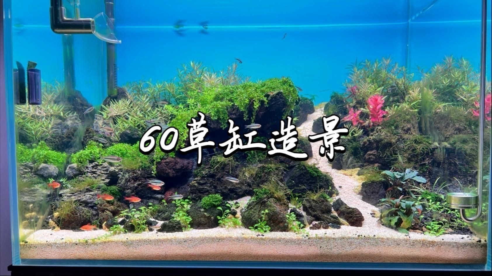 60寬魚缸適合混養(yǎng)哪些魚類？