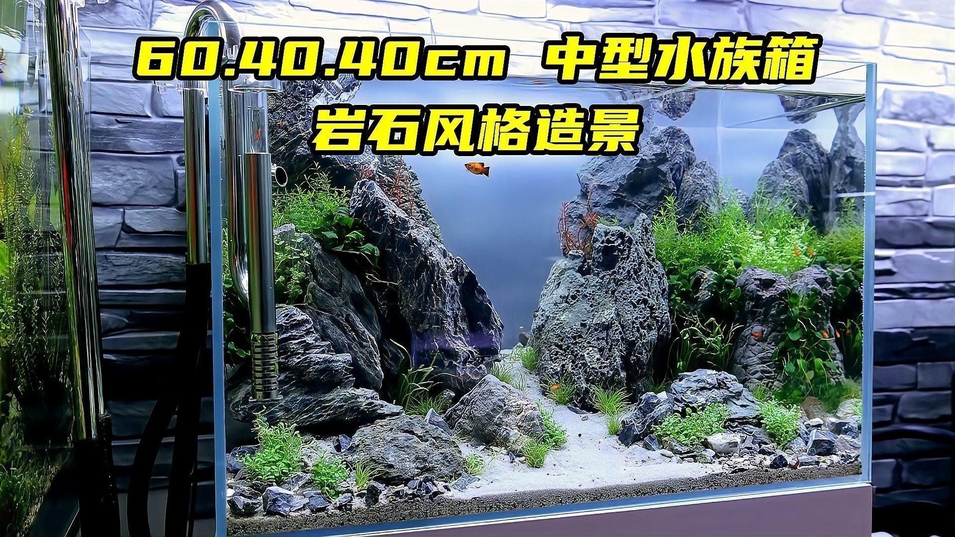 60寬魚缸適合混養(yǎng)哪些魚類？