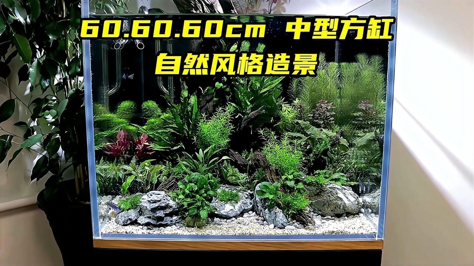 60寬魚缸適合混養(yǎng)哪些魚類？
