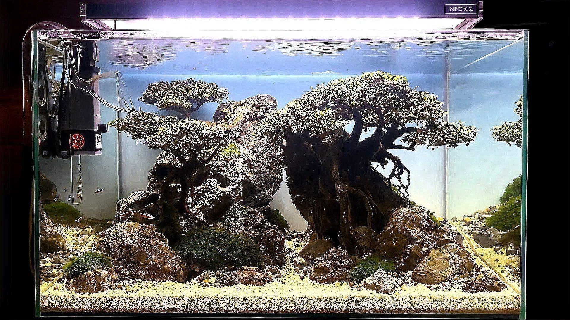 60寬魚缸適合混養(yǎng)哪些魚類？