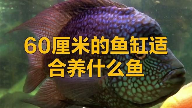 60寬魚缸適合混養(yǎng)哪些魚類？