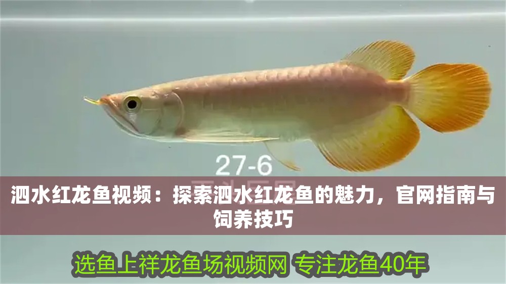 泗水紅龍魚視頻：探索泗水紅龍魚的魅力，官網指南與飼養技巧