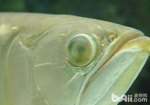 龍魚眼睛有白色絮狀物怎么辦啊圖片