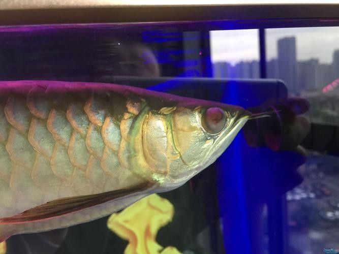 龍魚眼睛有白色絮狀物怎么辦啊圖片