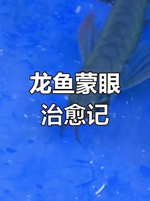 龍魚眼睛有白色絮狀物怎么辦啊圖片