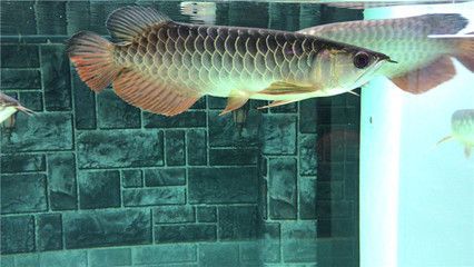 1205050的魚缸可以養龍魚嗎養殖龍魚的注意事項：1205050的魚缸可以養龍魚嗎12050的魚缸可以養龍魚嗎