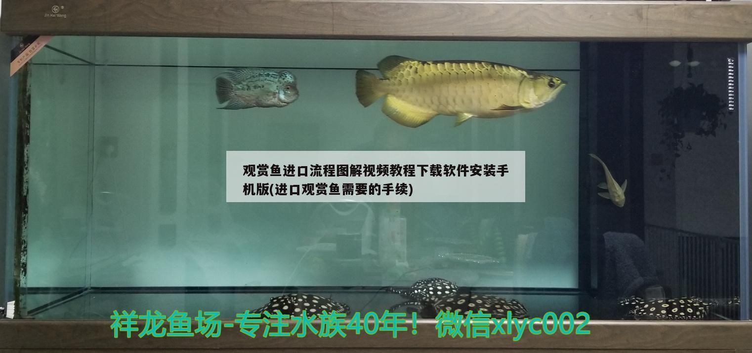 黃水魚缸拿什么燈最好養活（什么魚飼料不黃水）