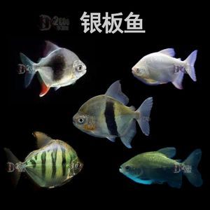 龍魚身上一層白色的膜是什么：龍魚身上出現一層白膜是怎么回事