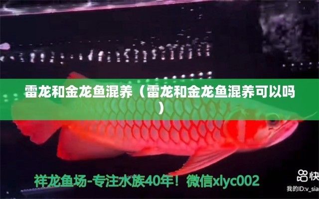 雷龍魚能和金魚混養嗎：如何預防雷龍魚攻擊金魚，雷龍魚和金魚的日常飲食搭配