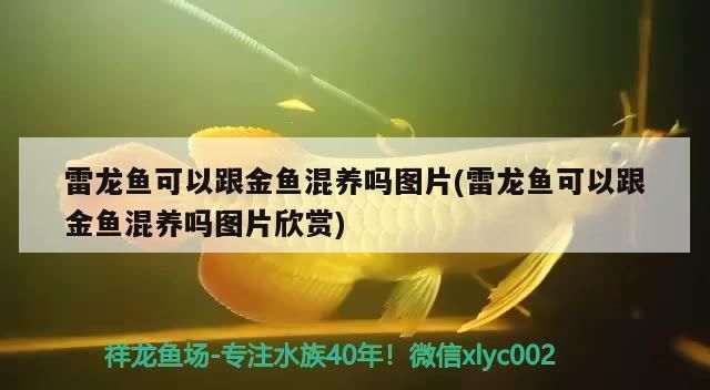 雷龍魚能和金魚混養嗎：如何預防雷龍魚攻擊金魚，雷龍魚和金魚的日常飲食搭配