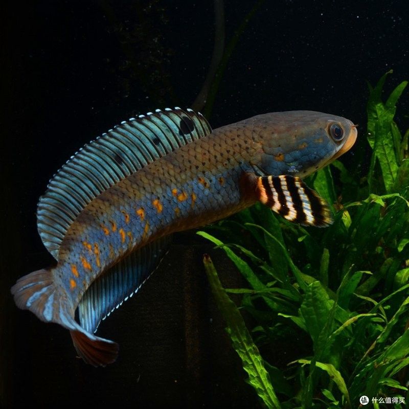 龍魚尾巴變黑了怎么辦：龍魚尾巴變黑怎么辦