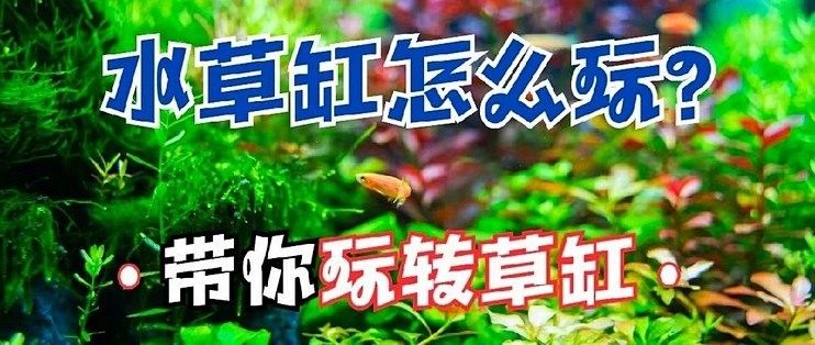 龍魚尾巴變黑了怎么辦：龍魚尾巴變黑怎么辦