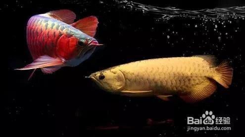 龍魚怎么開口吃食：如何讓龍魚開口吃食