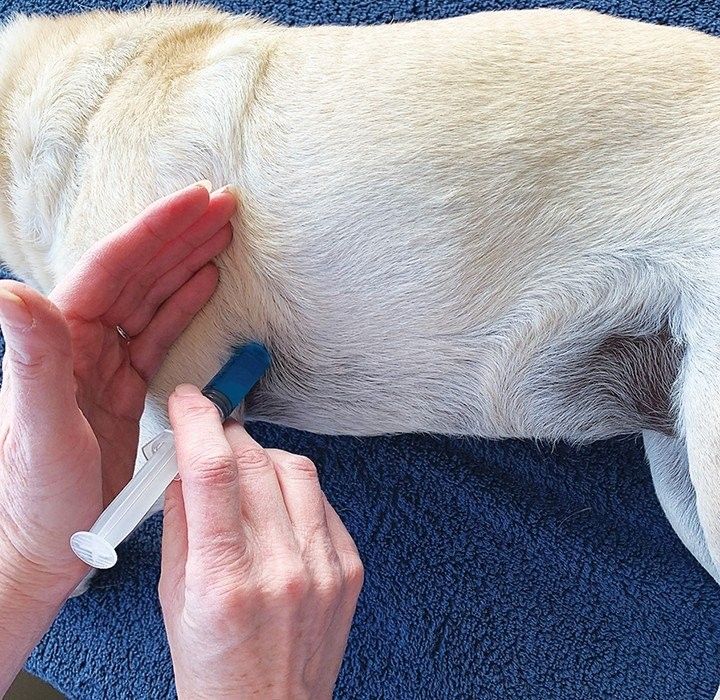 龍魚安樂死如何操作？