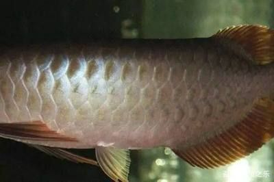龍魚馬蹄印好還是不好：龍魚馬蹄印好不好