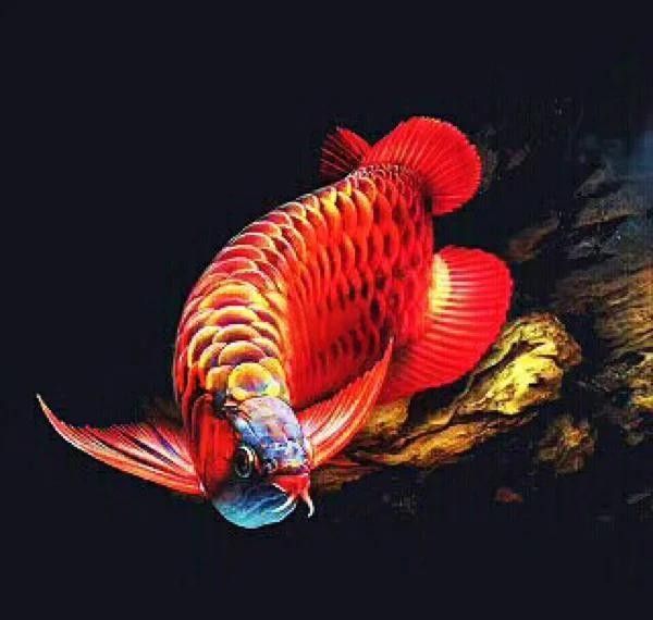 龍魚立鱗期間需要多久換一次水？