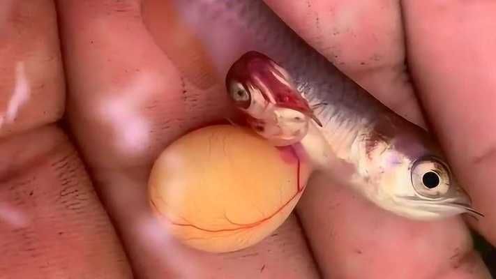 小龍魚的樣子描寫片段：小龍魚的鱗片呈現出獨特的金屬質感