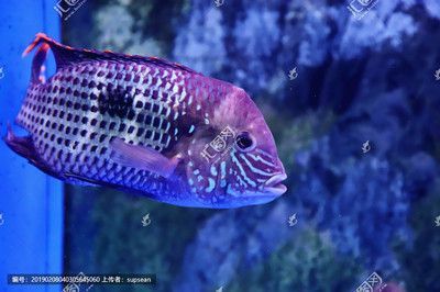 紅尾皇冠魚可以和龍魚混養嗎：紅尾皇冠魚和龍魚可以混養嗎紅尾皇冠魚可以和龍魚混養嗎