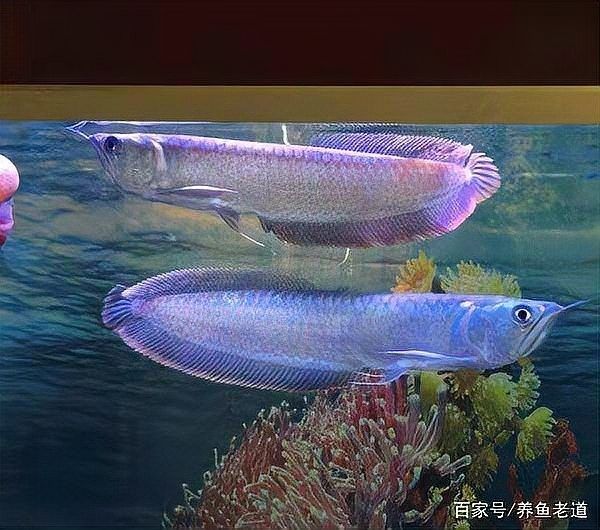 銀龍魚吃鸚鵡魚嗎