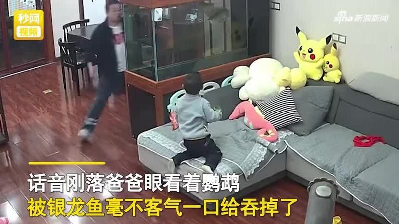 銀龍魚吃鸚鵡魚嗎