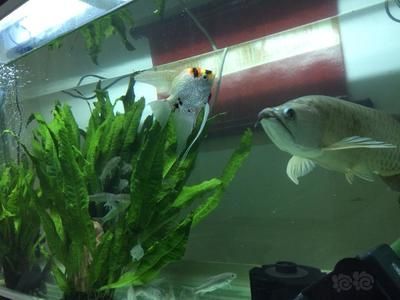 龍魚尾巴有點爛了怎么辦視頻教程：如何處理龍魚尾巴爛了