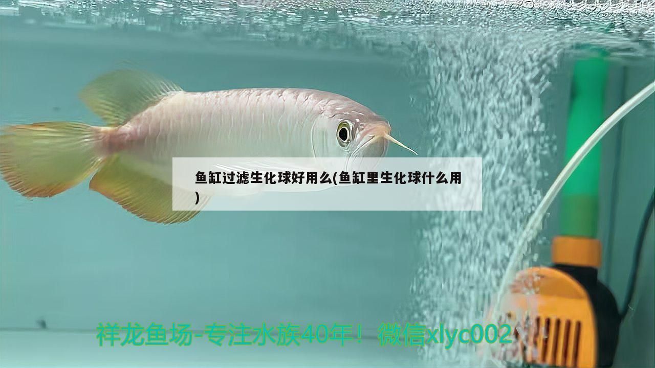 魚缸過濾生化球好用么(魚缸里生化球什么用)