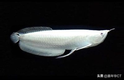 最名貴的龍魚：《最名貴的龍魚》