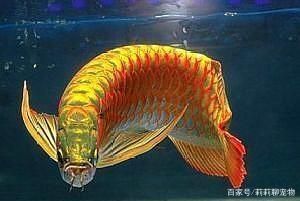 龍魚的外形特點描寫作文四年級：龍魚喜歡“吃獨食”，它們的外形特點描寫作文四年級